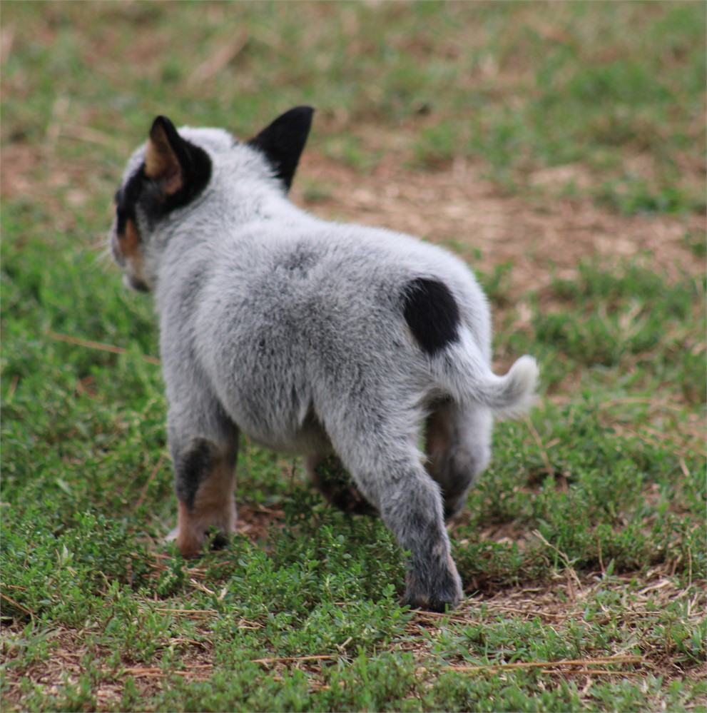 Blue Male