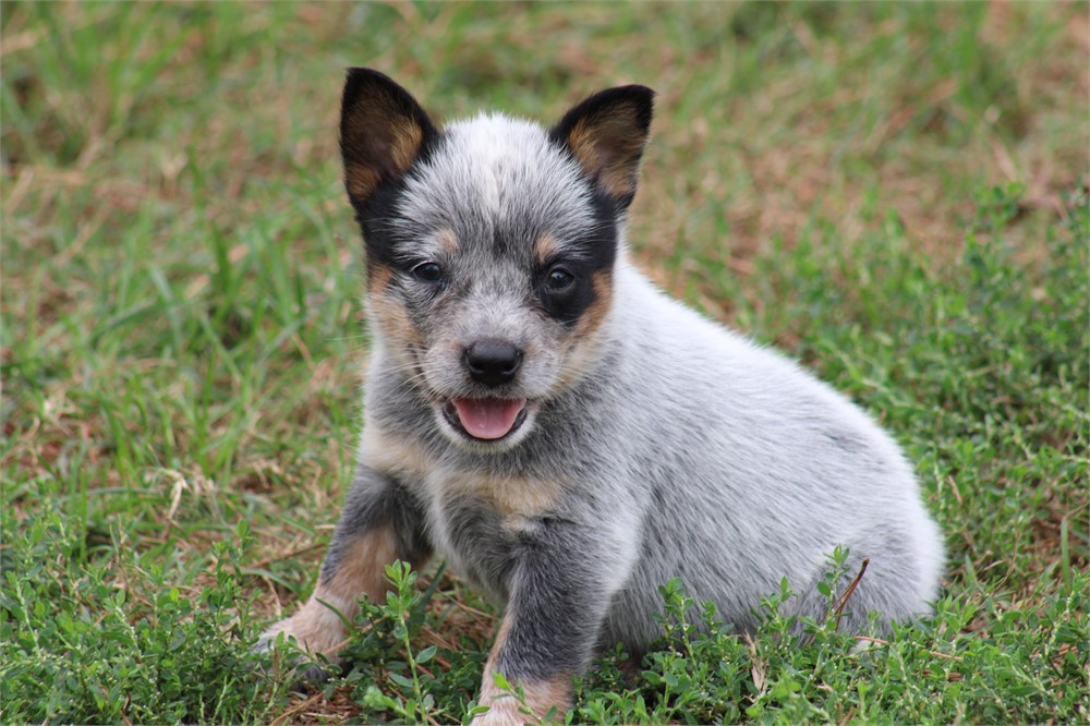 Blue Male