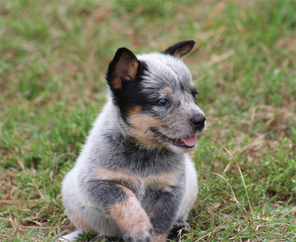 Blue Male