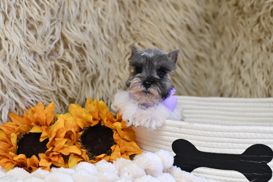 AKC Salt & Pepper Parti | Pixie