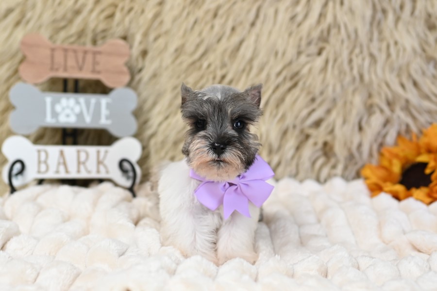 AKC Salt & Pepper Parti | Pixie
