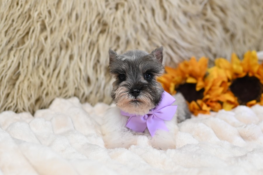 AKC Salt & Pepper Parti | Pixie