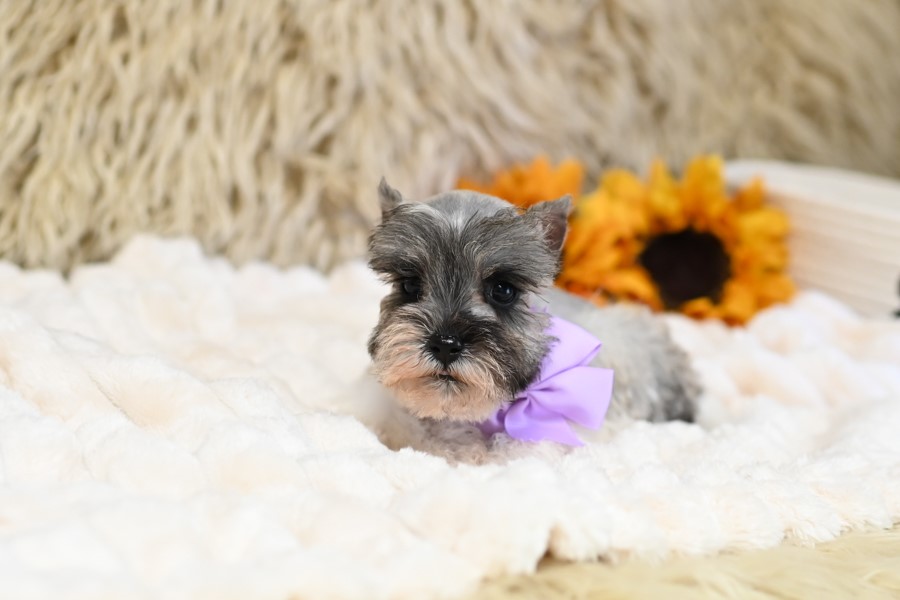 AKC Salt & Pepper Parti | Pixie