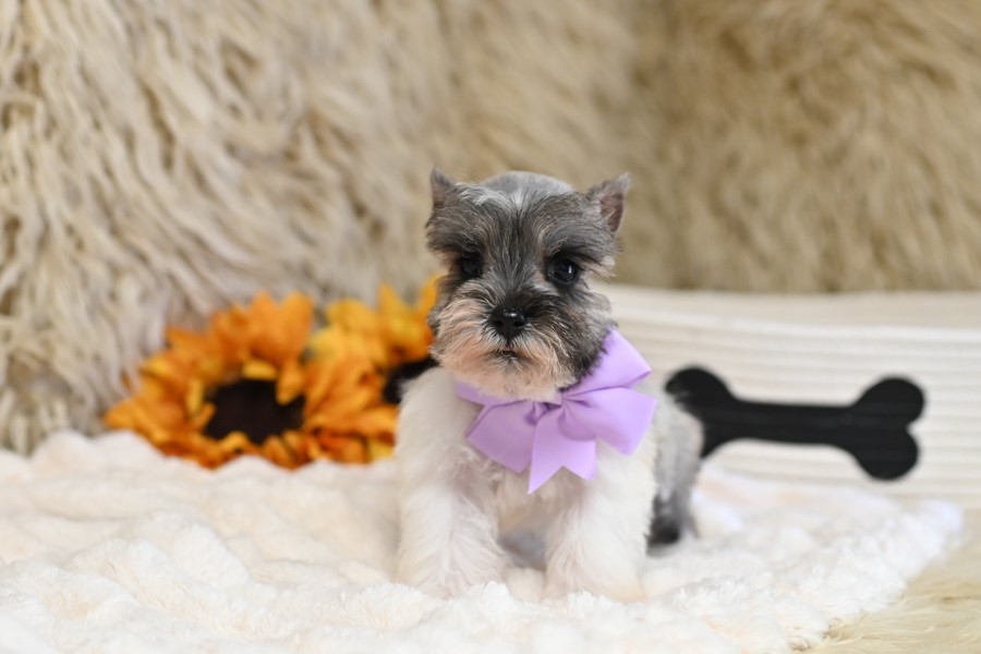 AKC Salt & Pepper Parti | Pixie