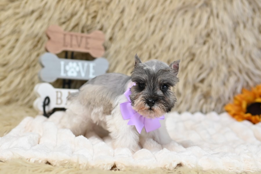 AKC Salt & Pepper Parti | Pixie