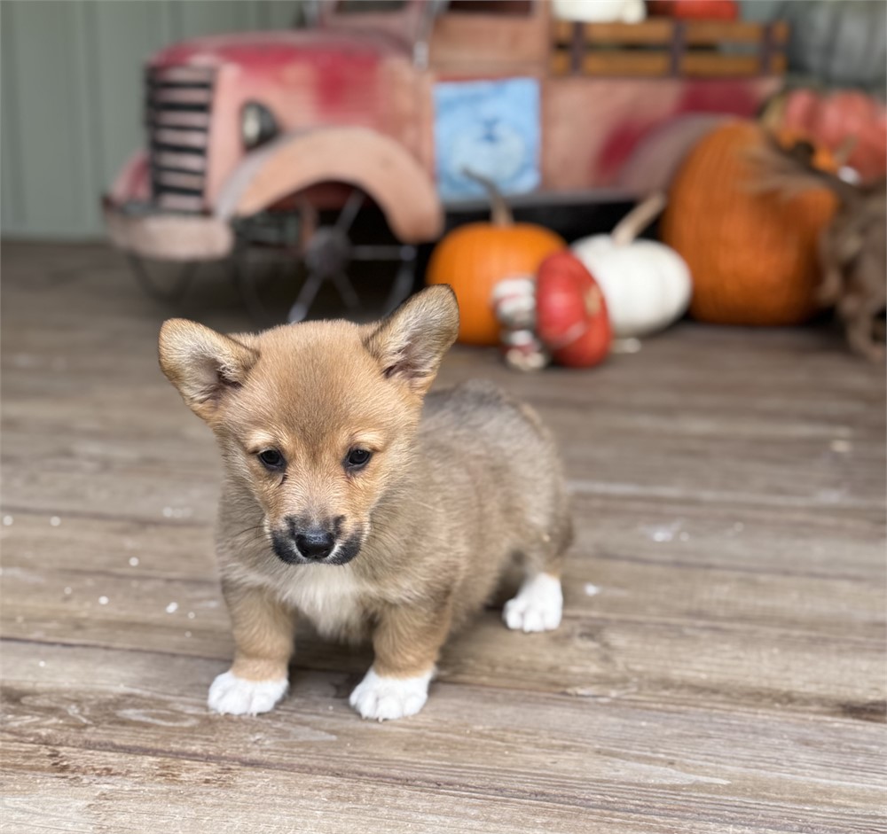 Cute American Corgi