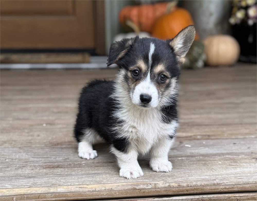 Adorable American Corgi