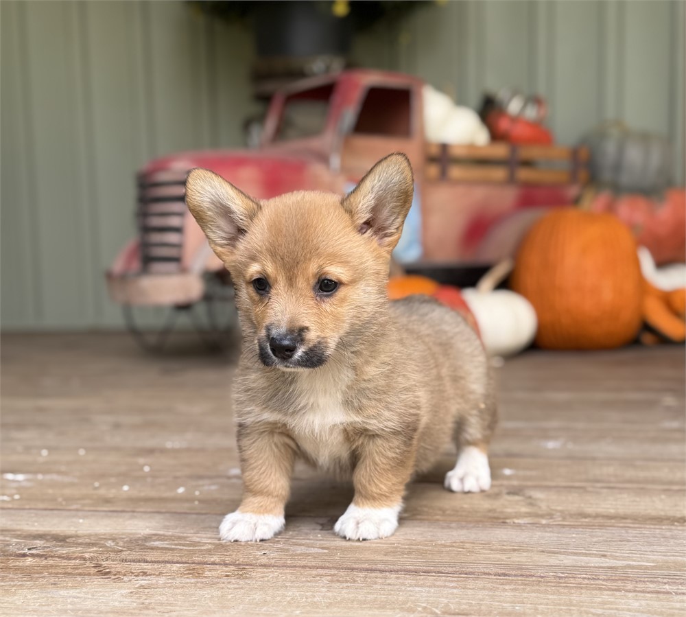 Cute American Corgi