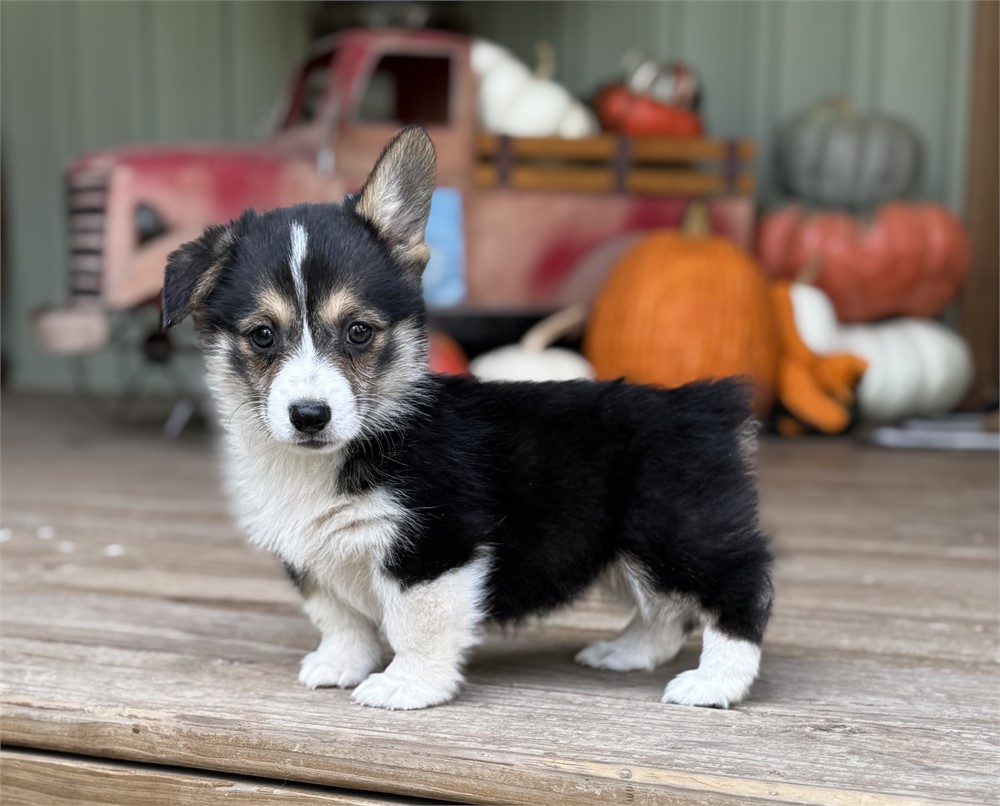 Adorable American Corgi