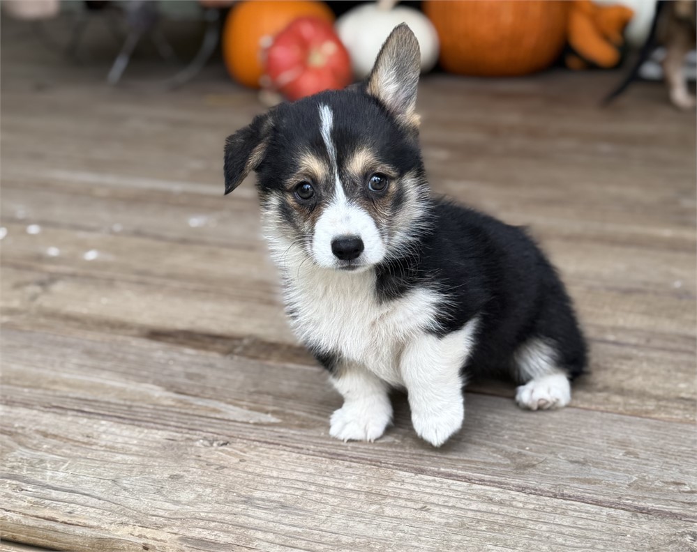 Adorable American Corgi