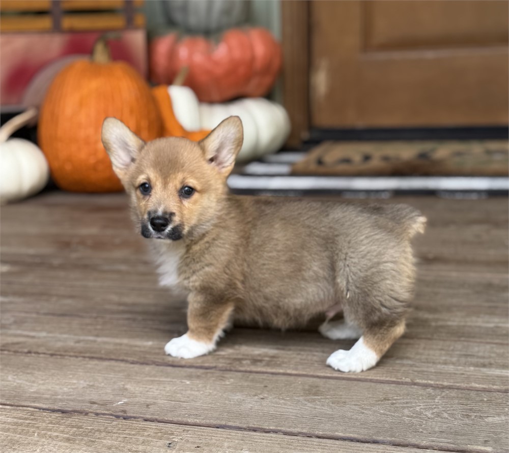Cute American Corgi
