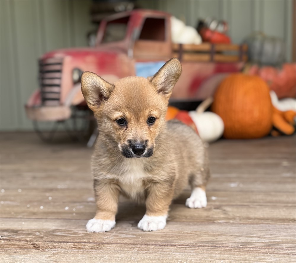 Cute American Corgi