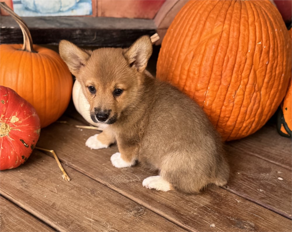 Cute American Corgi