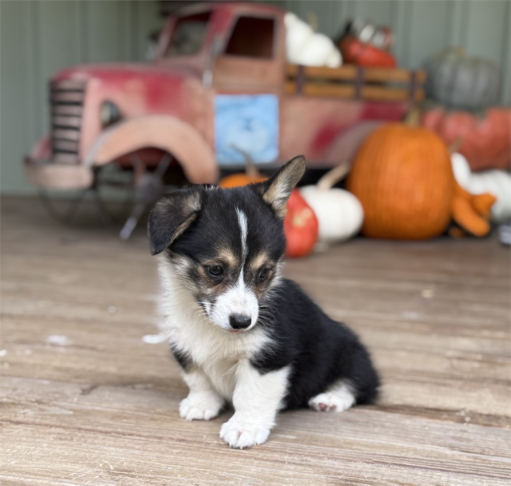 Adorable American Corgi