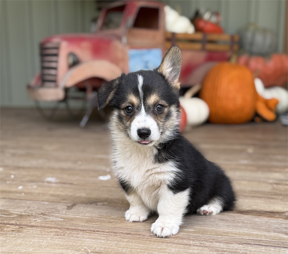 Adorable American Corgi
