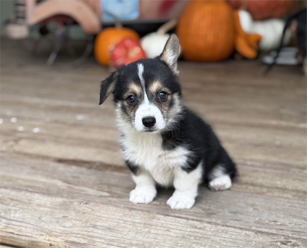 Adorable American Corgi