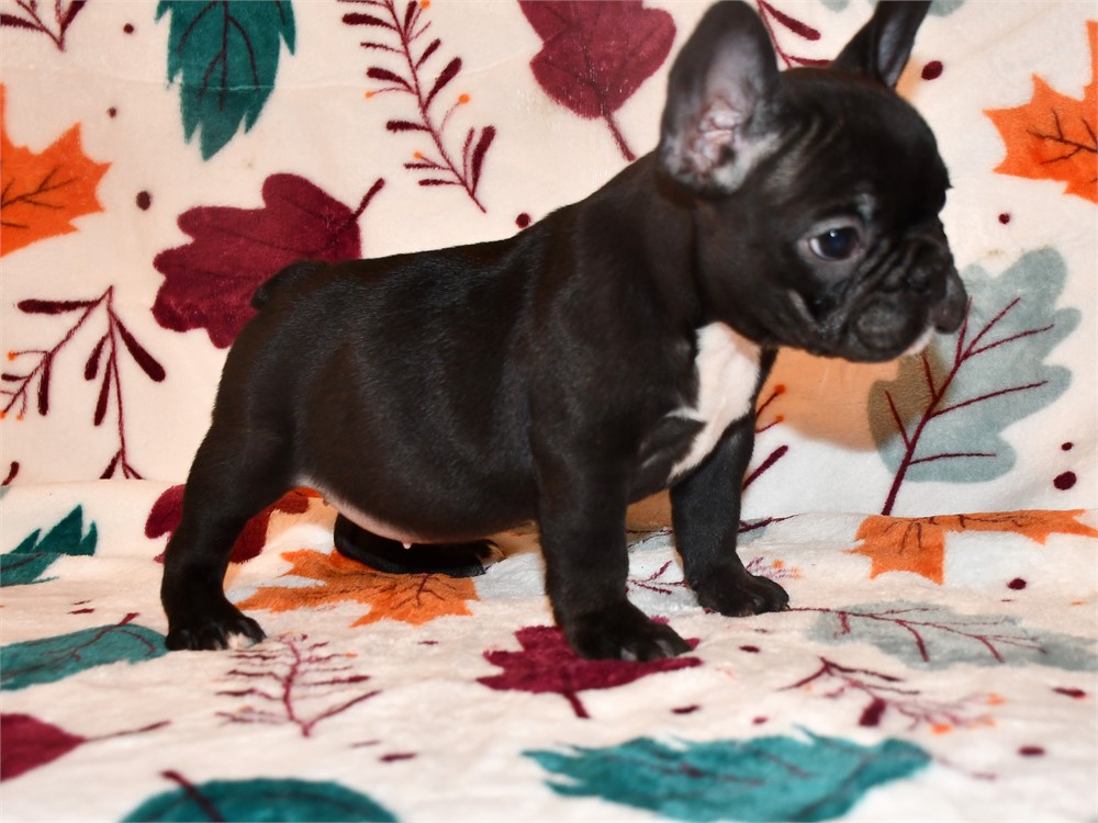 "BLACK MAGIC" (F) AKC