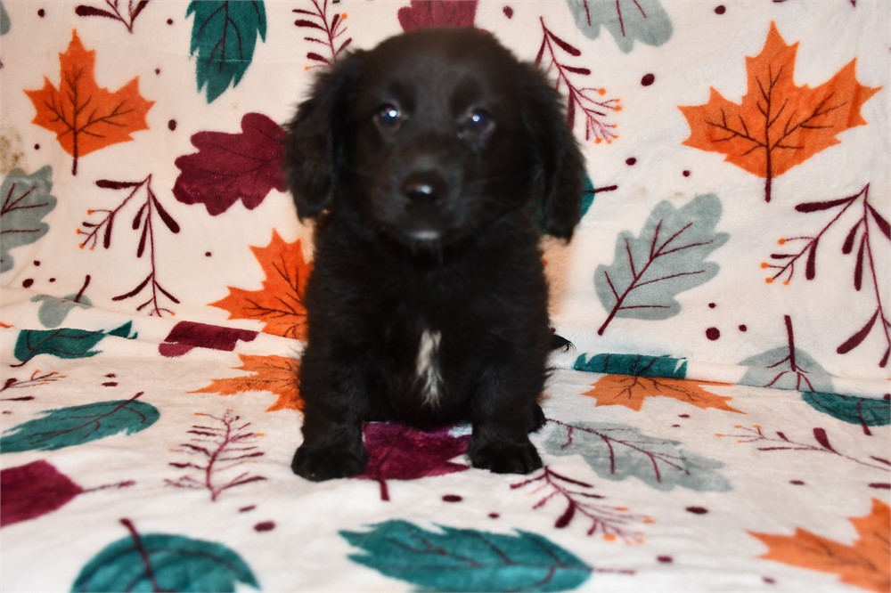 "DARK AS NIGHT" DAMERANIAN (M)