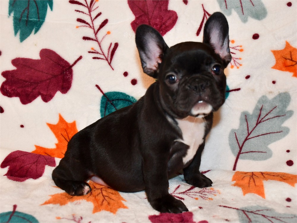 "BLACK MAGIC" (F) AKC