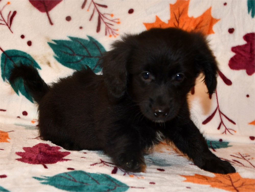 "DARK AS NIGHT" DAMERANIAN (M)