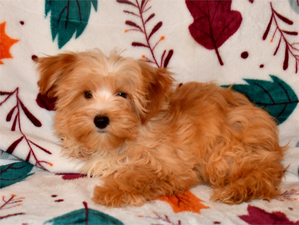 CHEERIO - AKC, BLONDE PLATINUM PRTI M