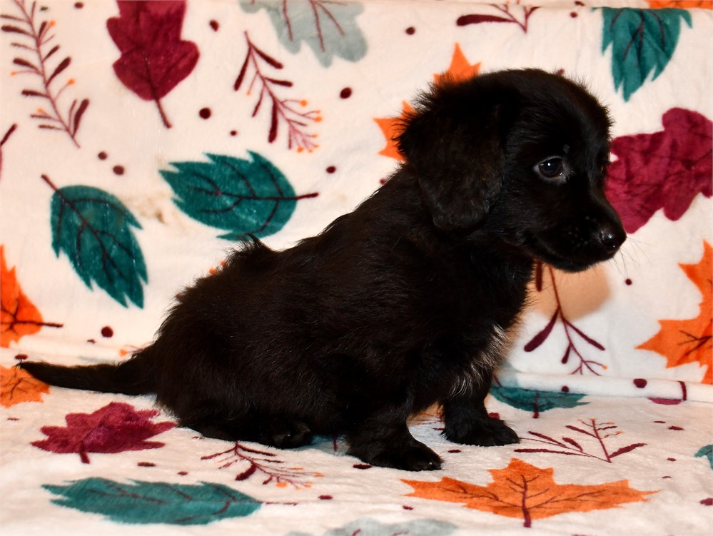 "DARK AS NIGHT" DAMERANIAN (M)