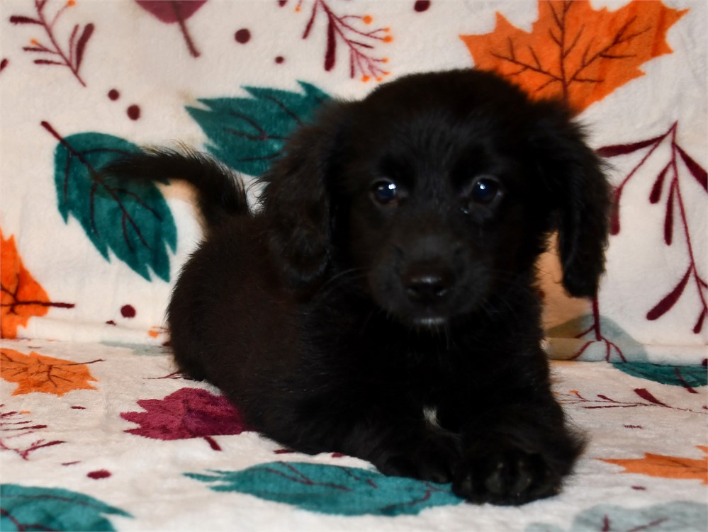 "DARK AS NIGHT" DAMERANIAN (M)