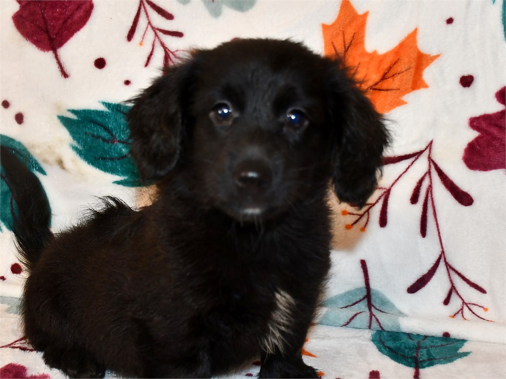 "DARK AS NIGHT" DAMERANIAN (M)