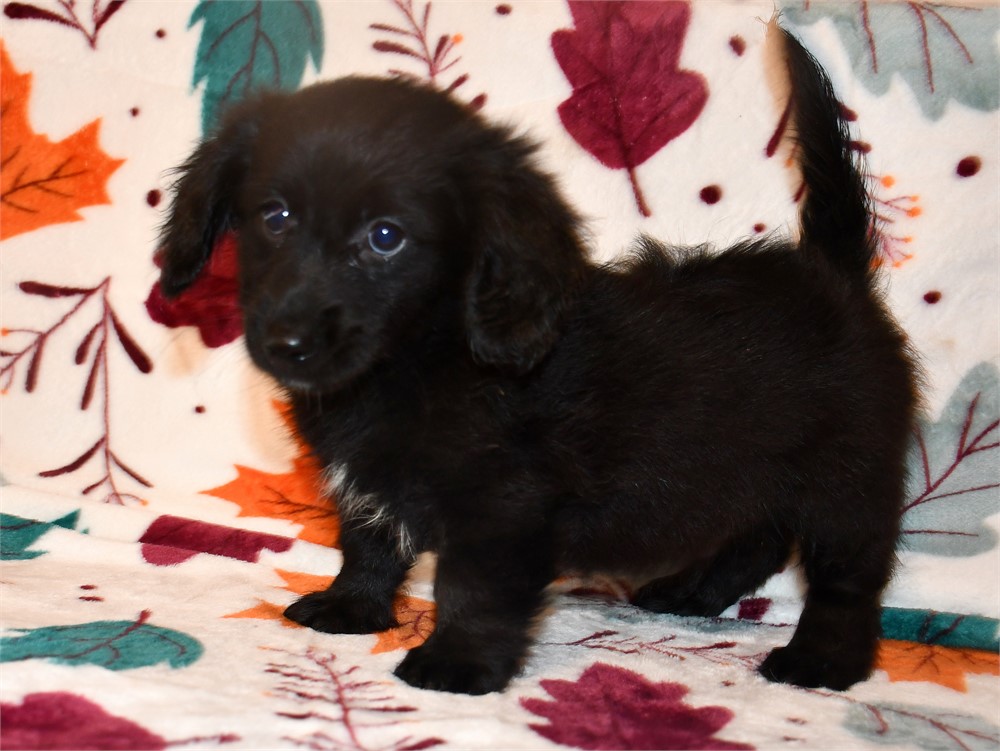 "DARK AS NIGHT" DAMERANIAN (M)