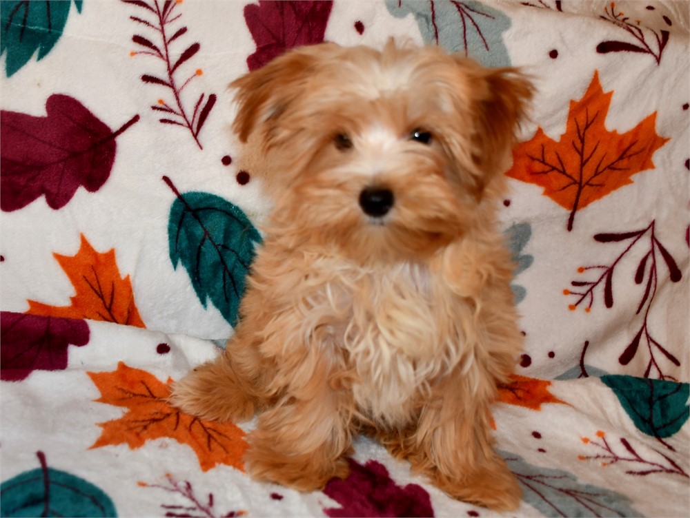 CHEERIO - AKC, BLONDE PLATINUM PRTI M