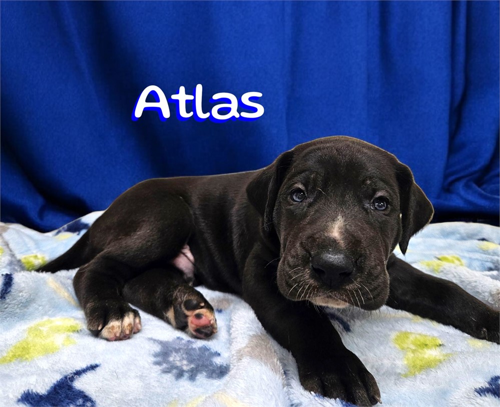 Black Dane Atlas