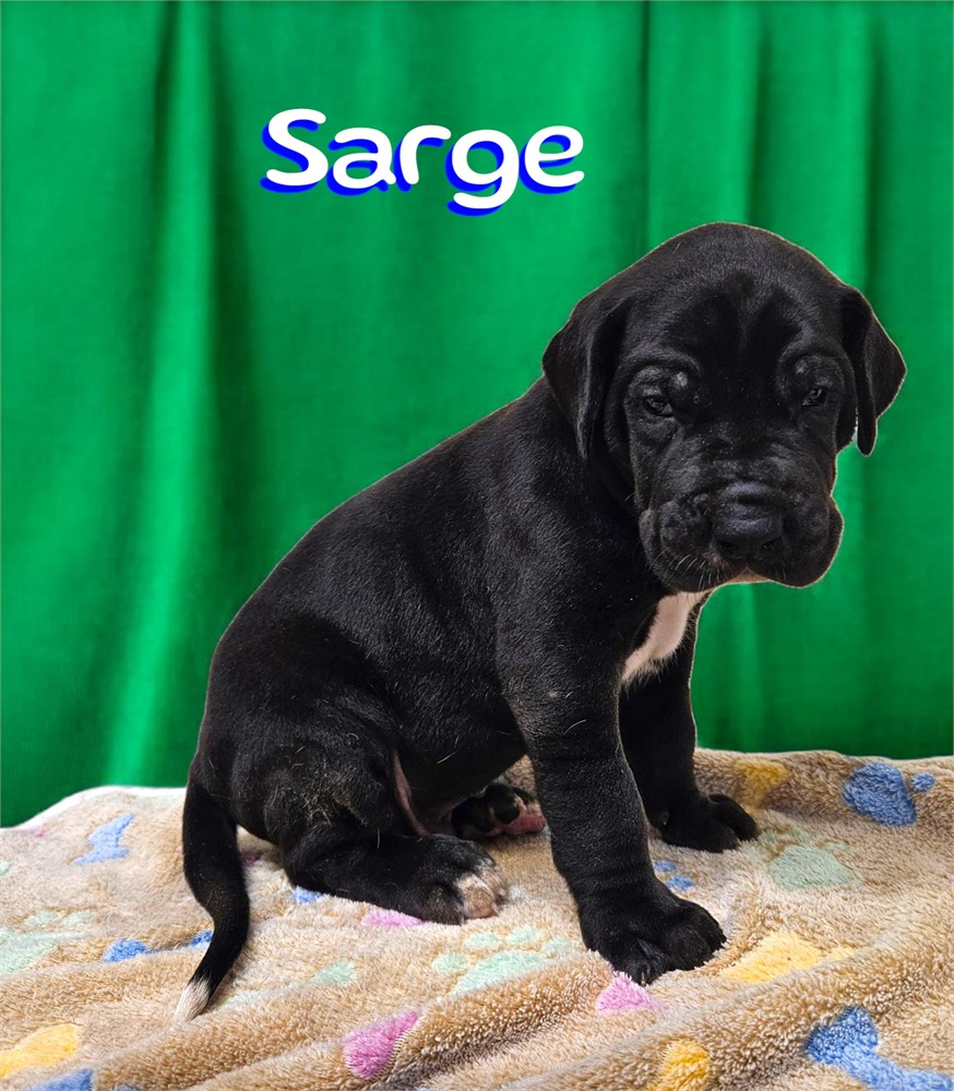 Black Dane Sarge