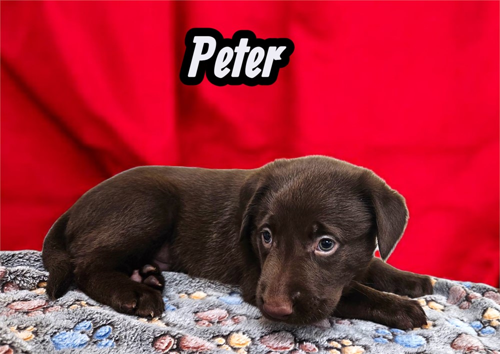 AKC Peter