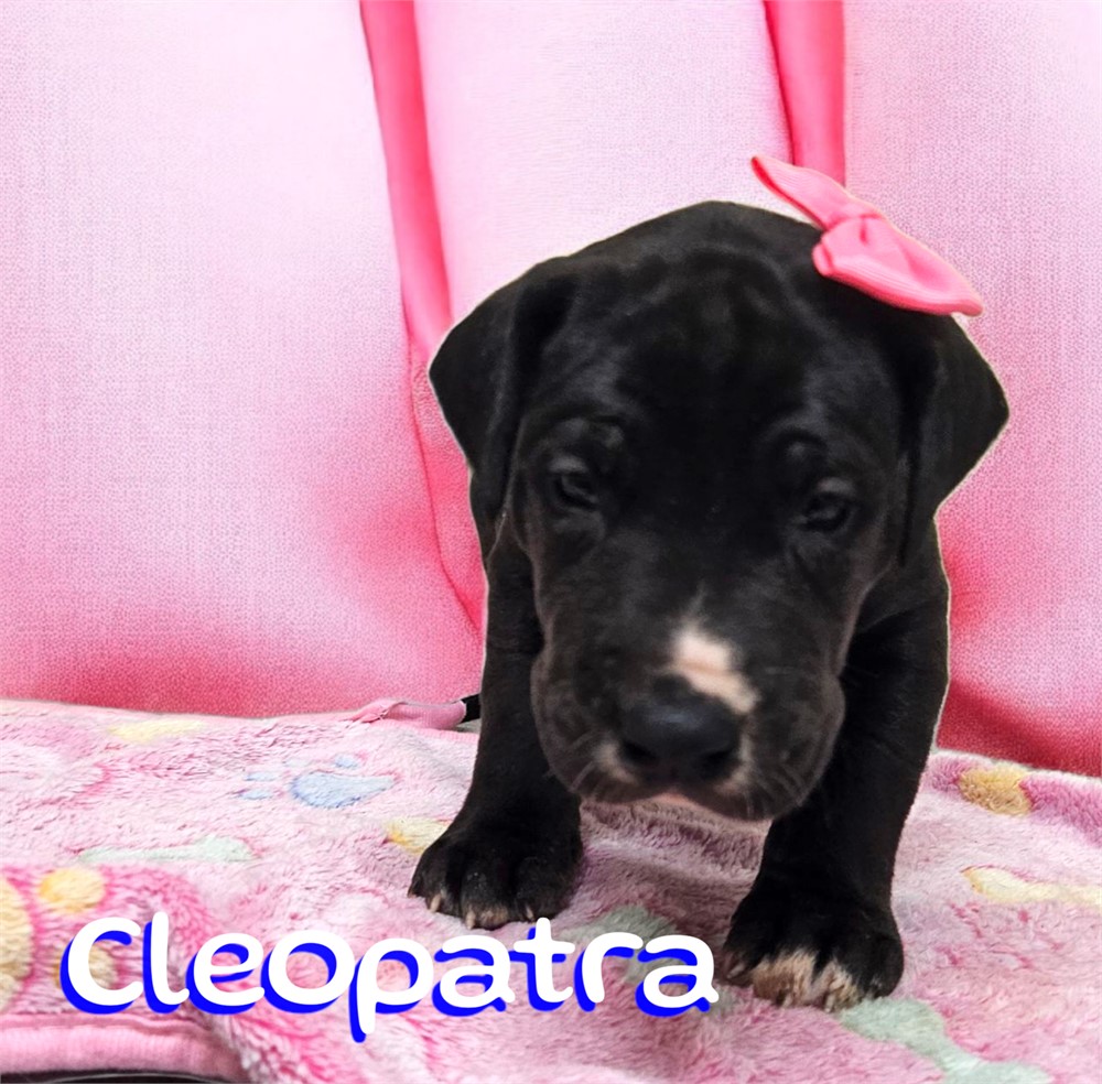 Black Dane Cleopatra