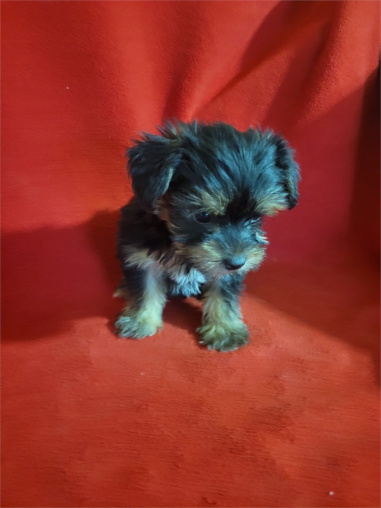 Yorkie-coton  male