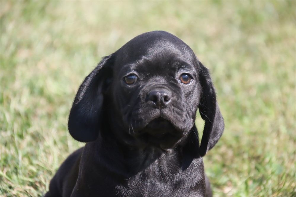 Male Puggle