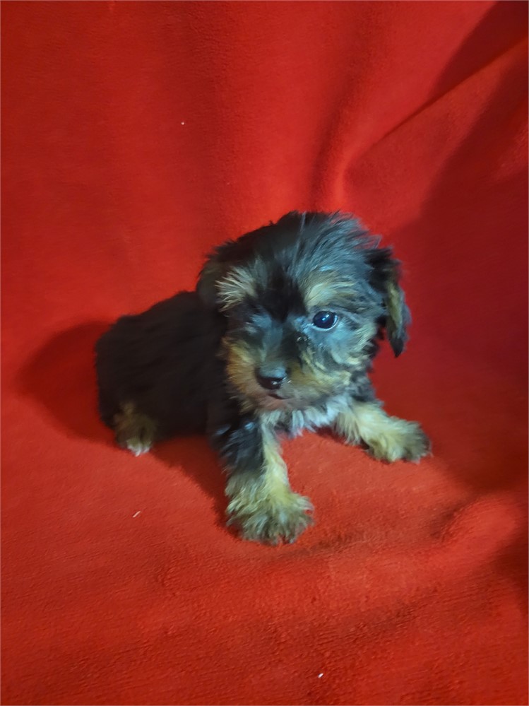Yorkie-coton  male