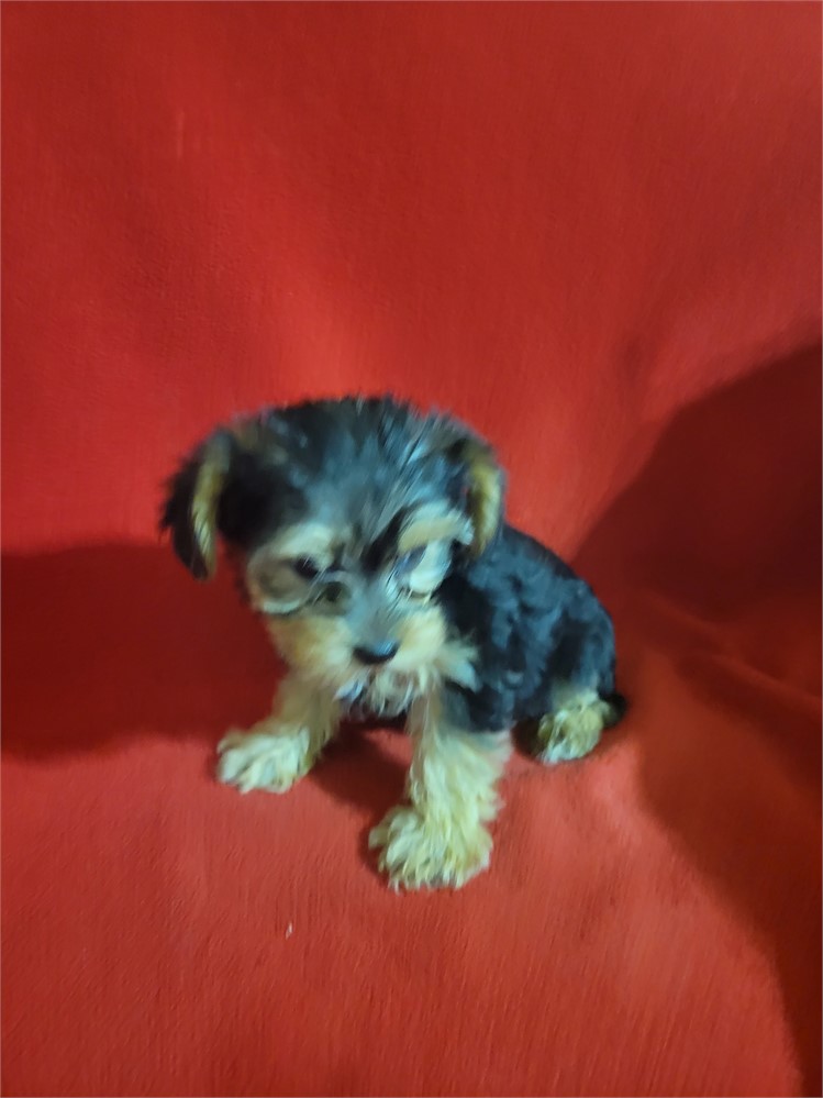 Yorkie-coton  sweet Female