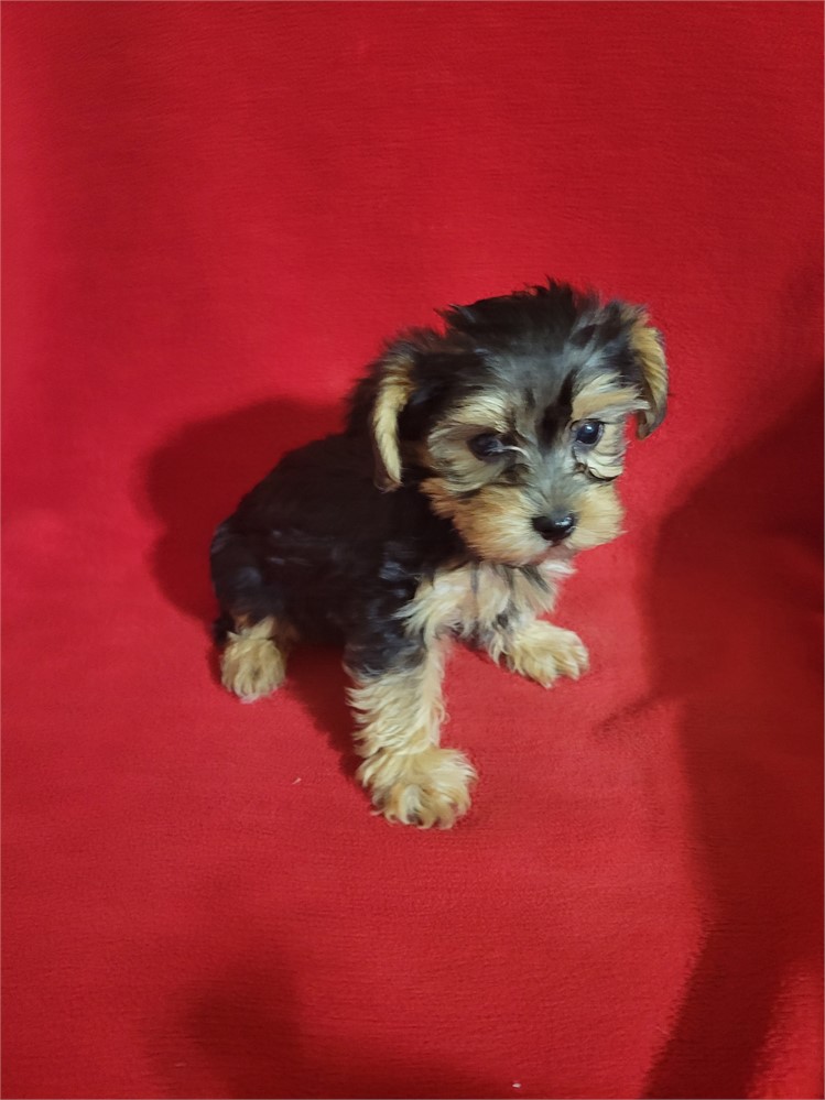 Yorkie-coton  sweet Female
