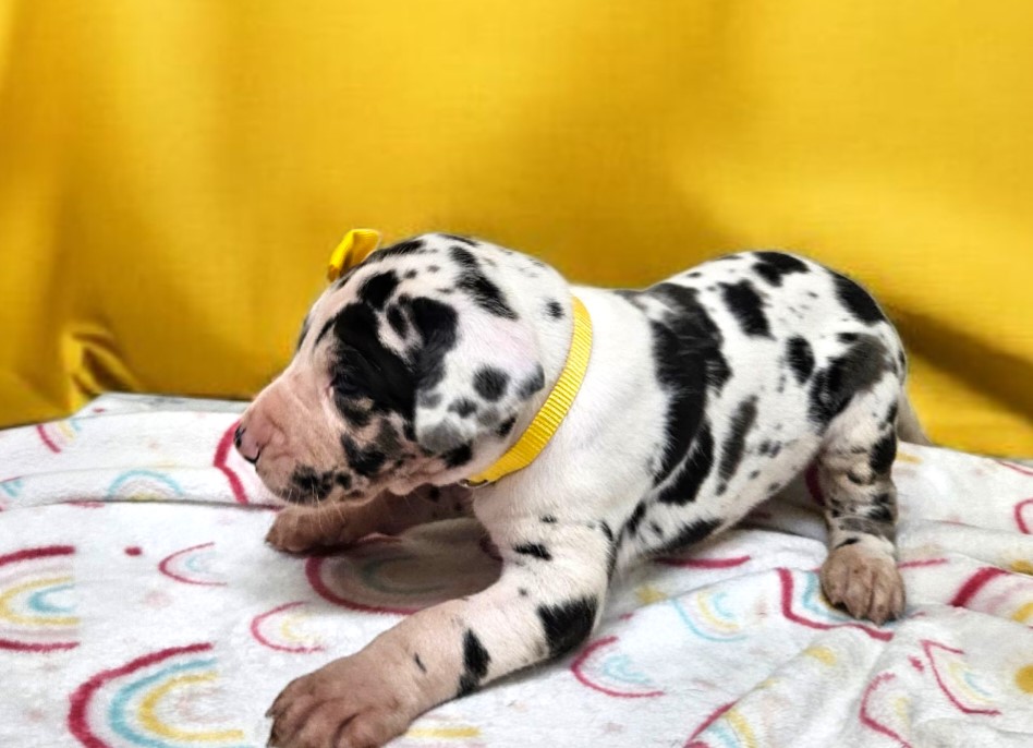 Harlequin Dane