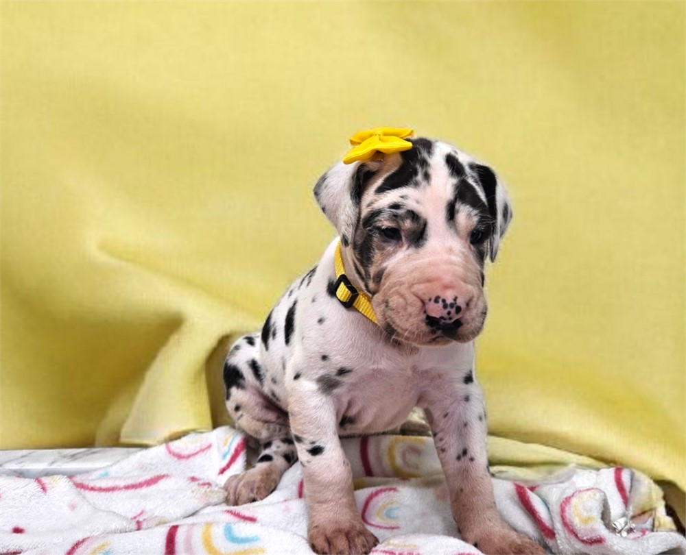 Harlequin Dane