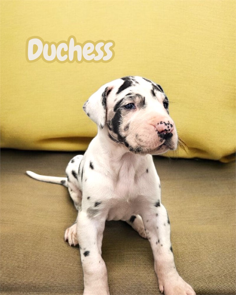 Harlequin Dane