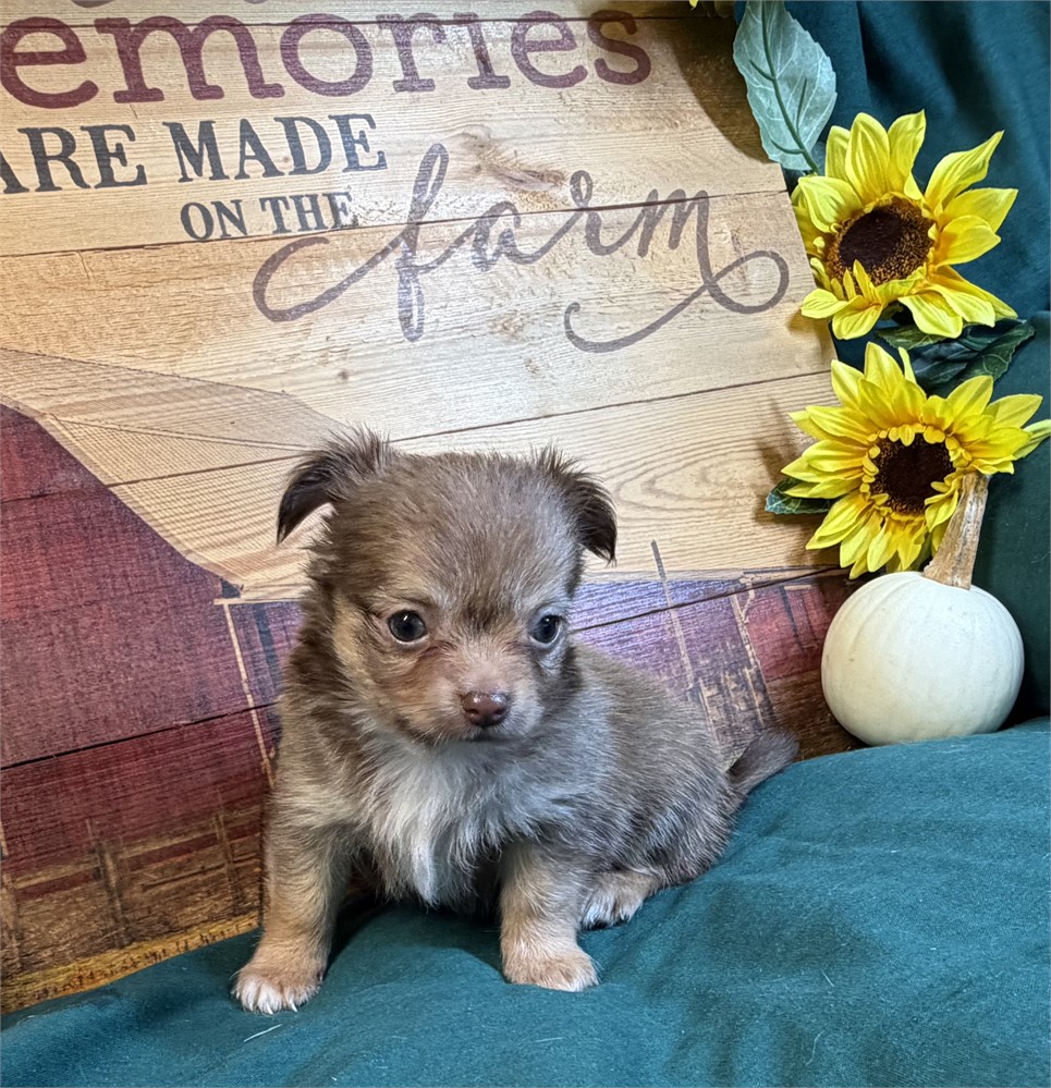 Chihuahua- Caramel’s # 4 (F)