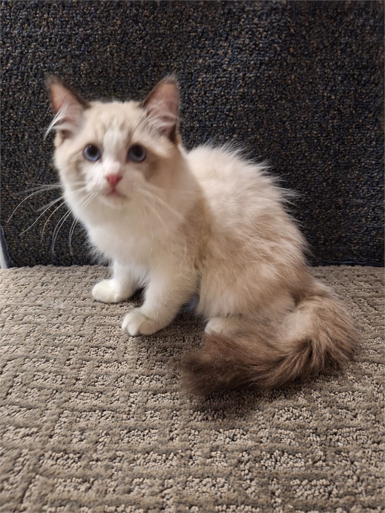 Ragdoll seal point bi-color male