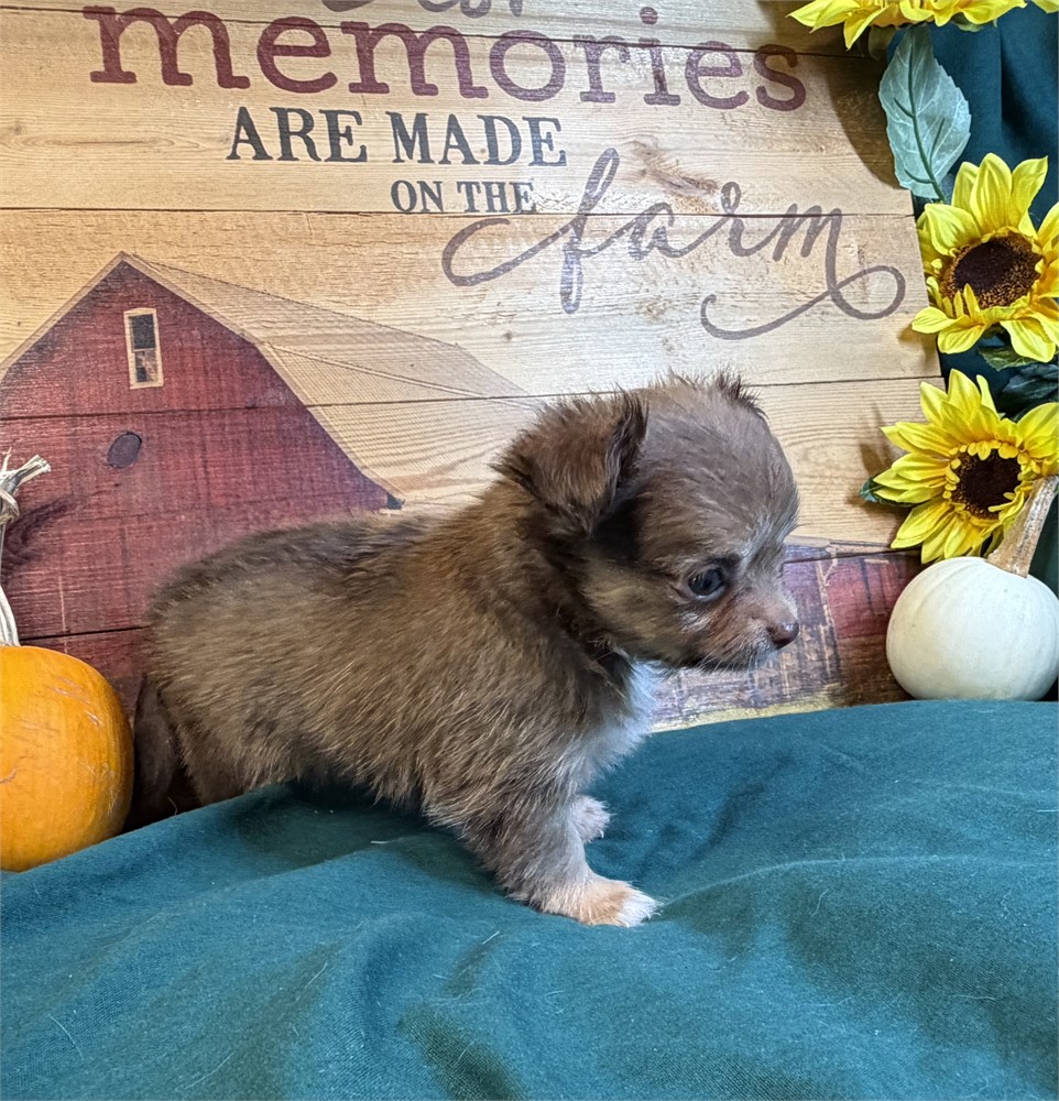 Chihuahua- Caramel’s # 4 (F)