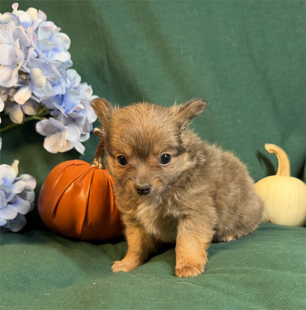 Chihuahua- Foxy’s # 1 (M) BLUE and tan.  Has an overbite