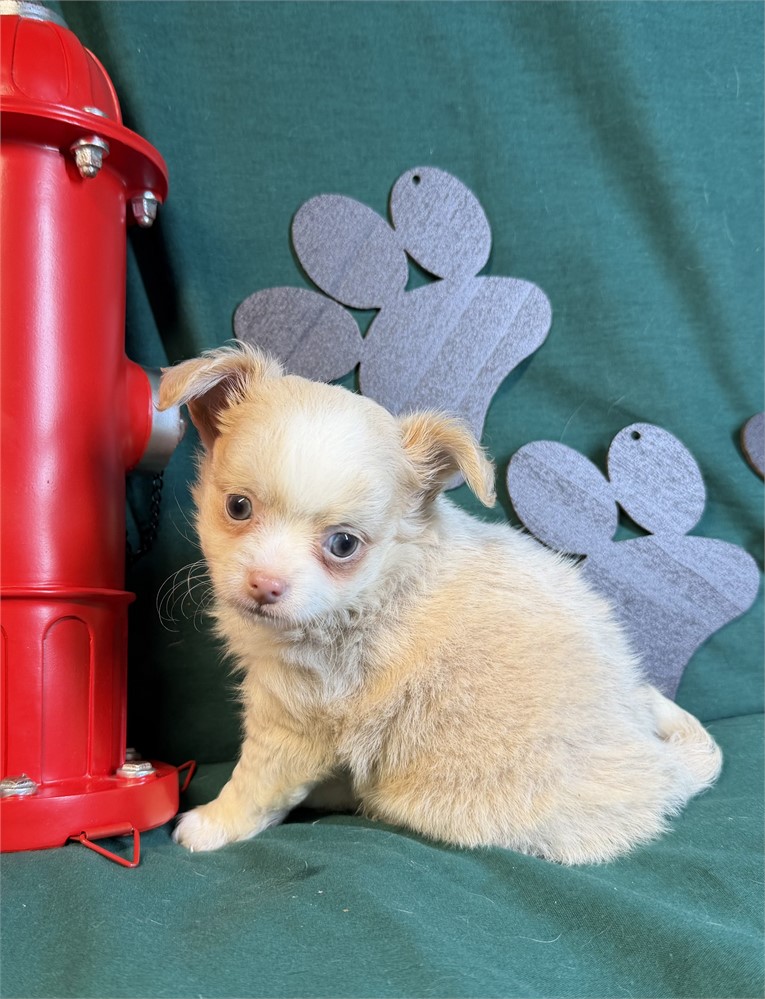 Chihuahua- Keisha’s # 1 (M)