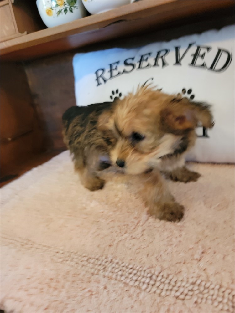 Small Yorkie Male nontraditional colorcolor.