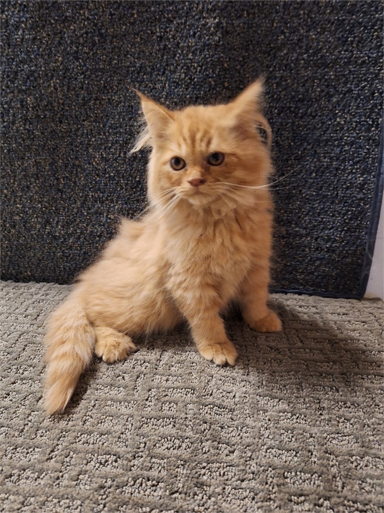 Persian red tabby female