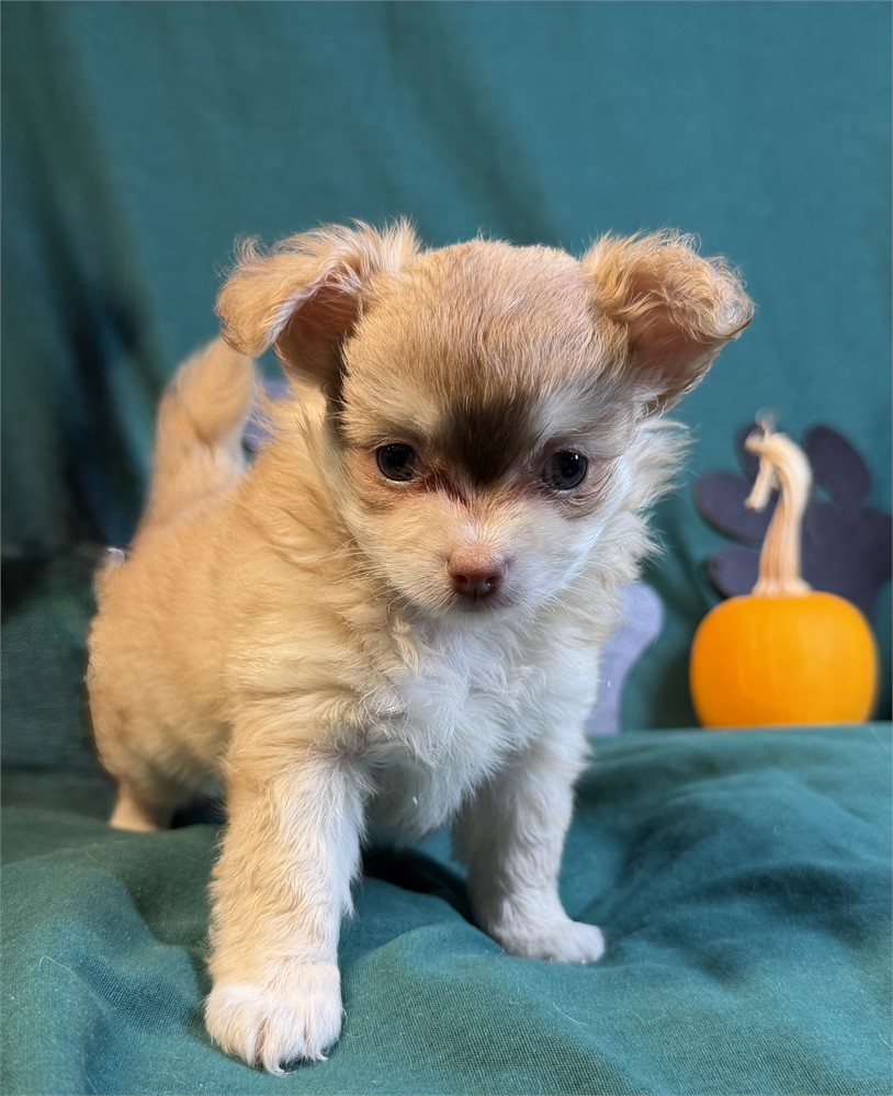 Chihuahua- Keisha’s # 2 (F)